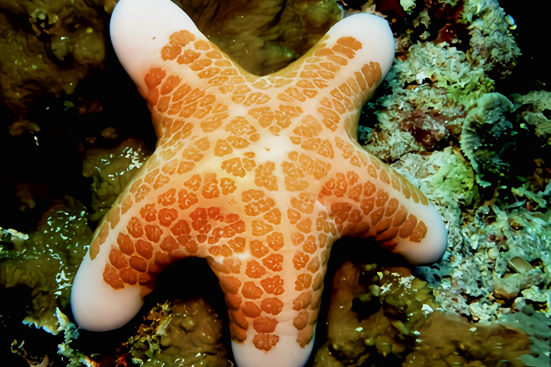 跨年创作挑战赛# 粒皮瘤海星是一种常见海星品种,分布于太平洋菲律宾