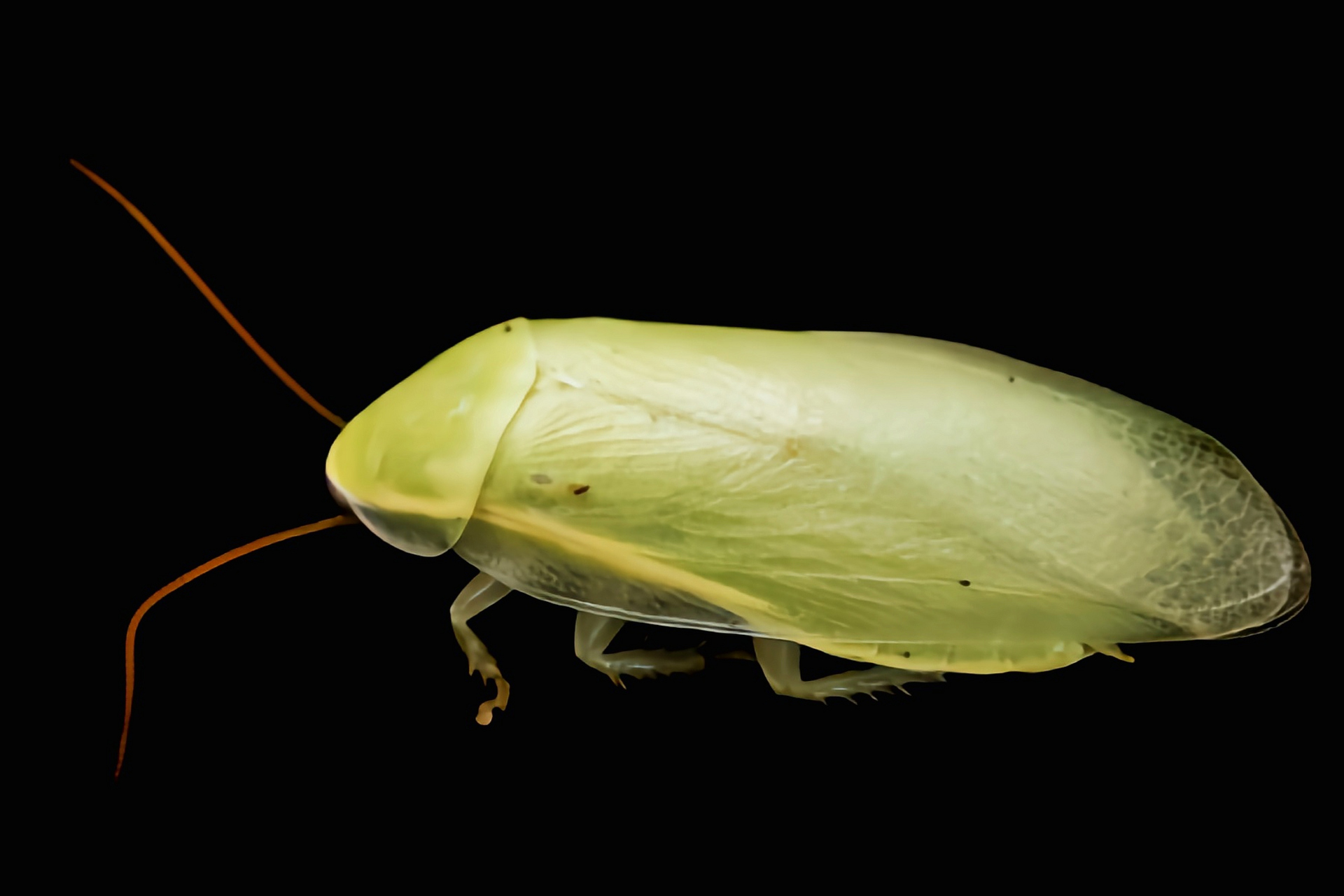 绿香蕉蟑螂图片