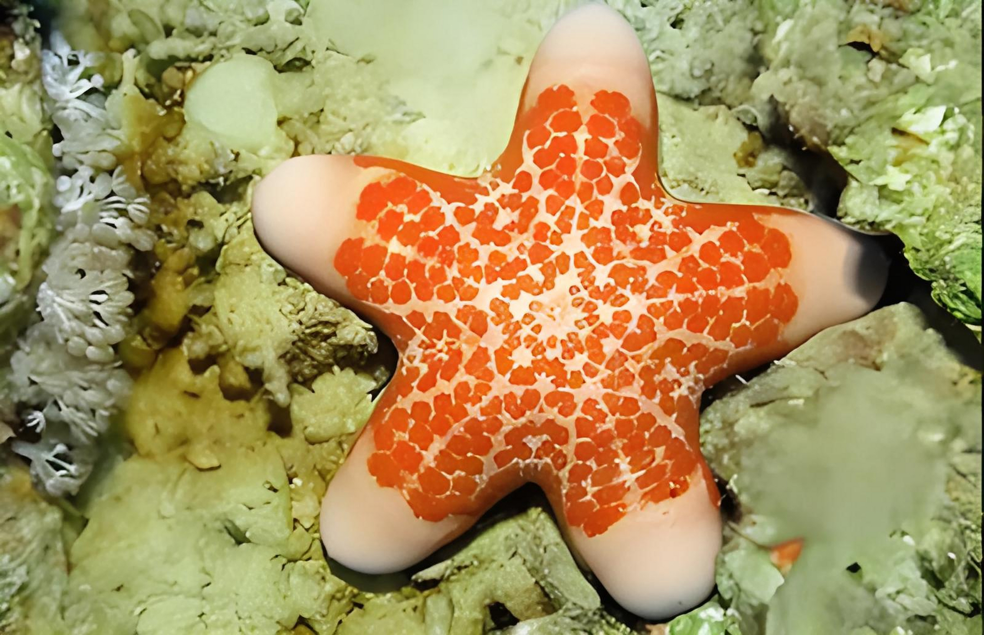 跨年创作挑战赛# 粒皮瘤海星是一种常见海星品种,分布于太平洋菲卤鲻