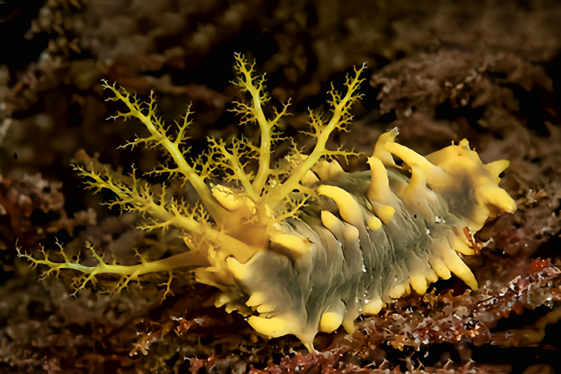 跨年创作挑战赛# 强壮翼手参别各黄海参,体色是耀眼的鲜黄色,身体呈
