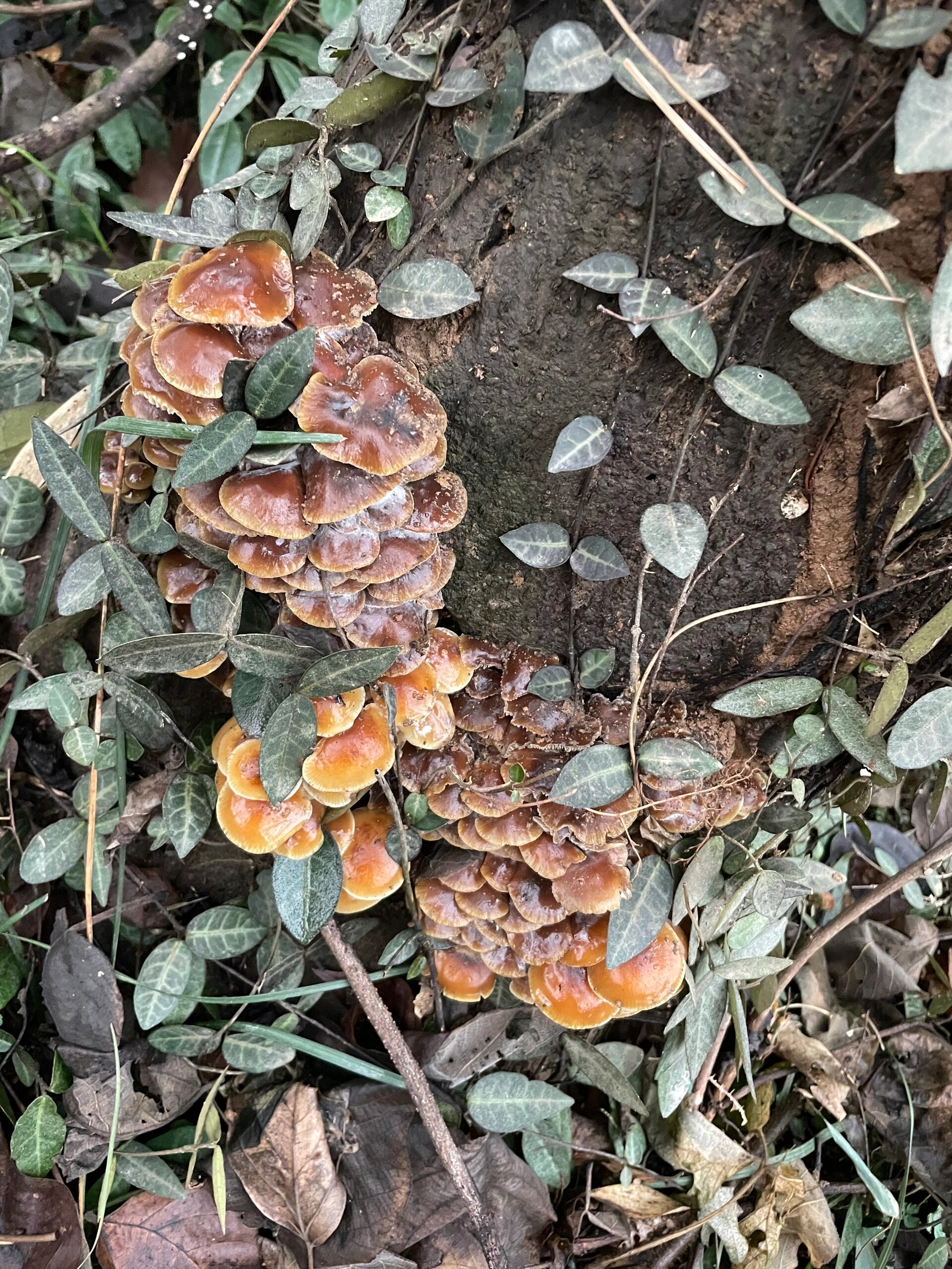 野生金针菇,雨后去了附近的小山上,发现好多金针菇,开森