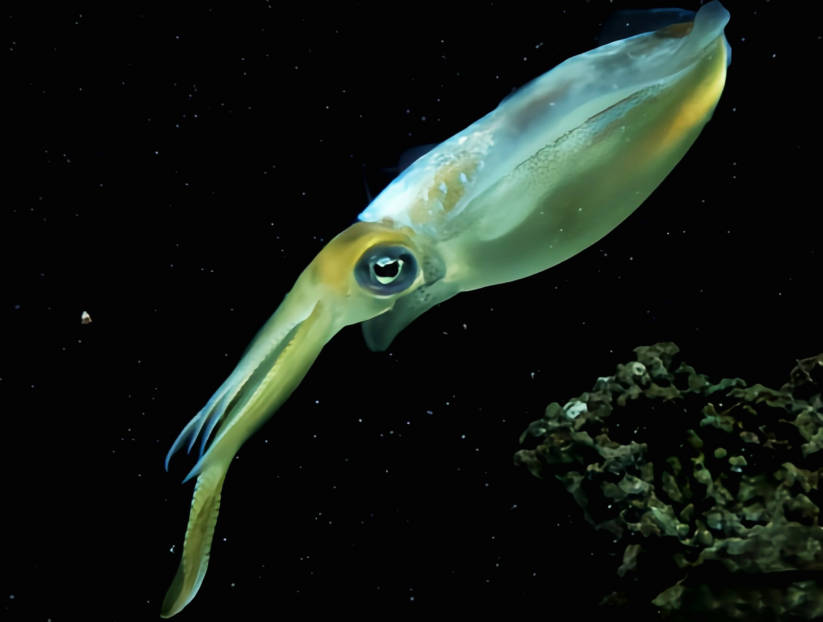 跨年创作挑战赛# 莱氏拟乌贼是一种非常常见的经济性水产鱼类,是头足