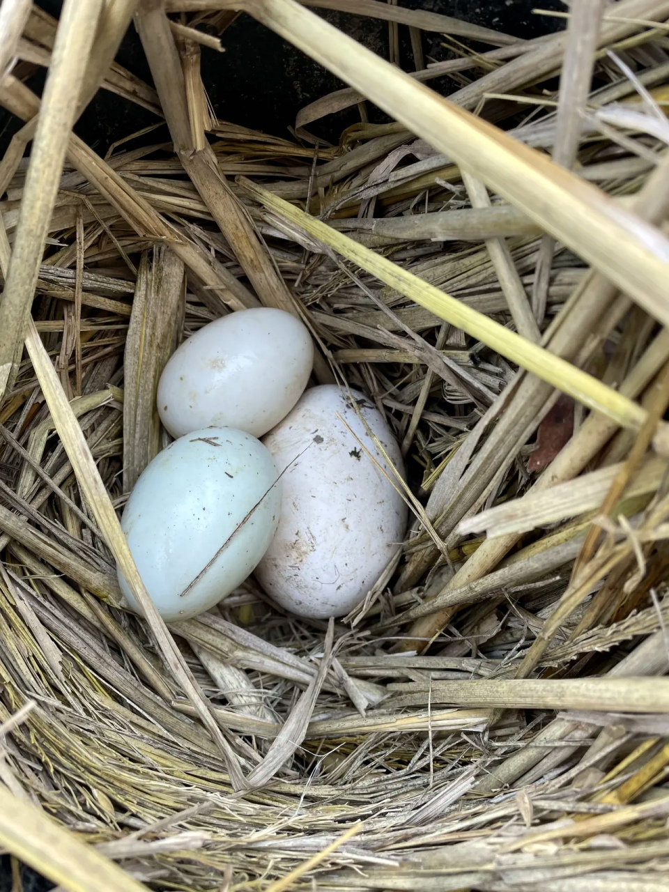 我们家的鸭,鹅也开始生蛋了,不过要有缘分才能捡到的,鸭蛋这么长时间