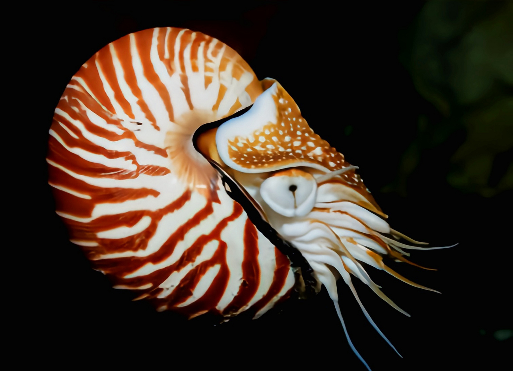 大脐鹦鹉螺图片