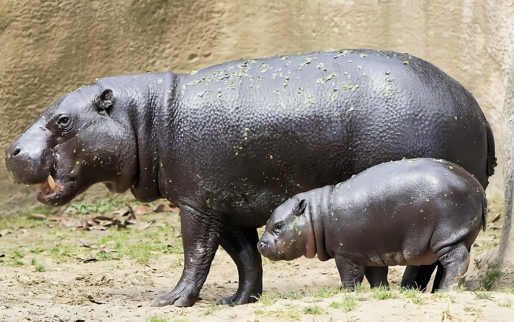 分布于非洲西部热带雨林的溪流,潮湿森林,沼泽地带,数量极少. 体长1.