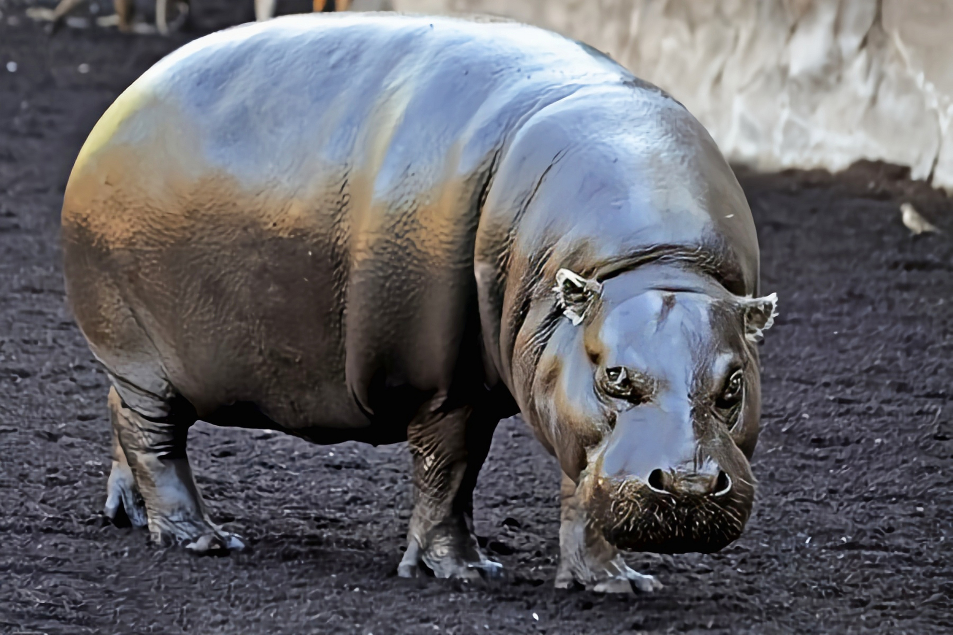 分布于非洲西部热带雨林的溪流,潮湿森林,沼泽地带,数量极少. 体长1.
