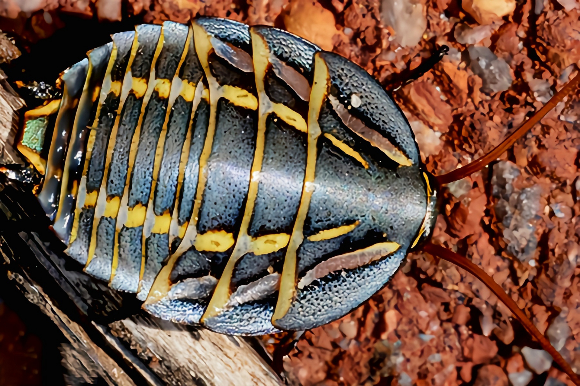 跨年创作挑战赛# 澳洲蟑螂是蜚镰目昆虫,只分布于澳大利亚南部地区