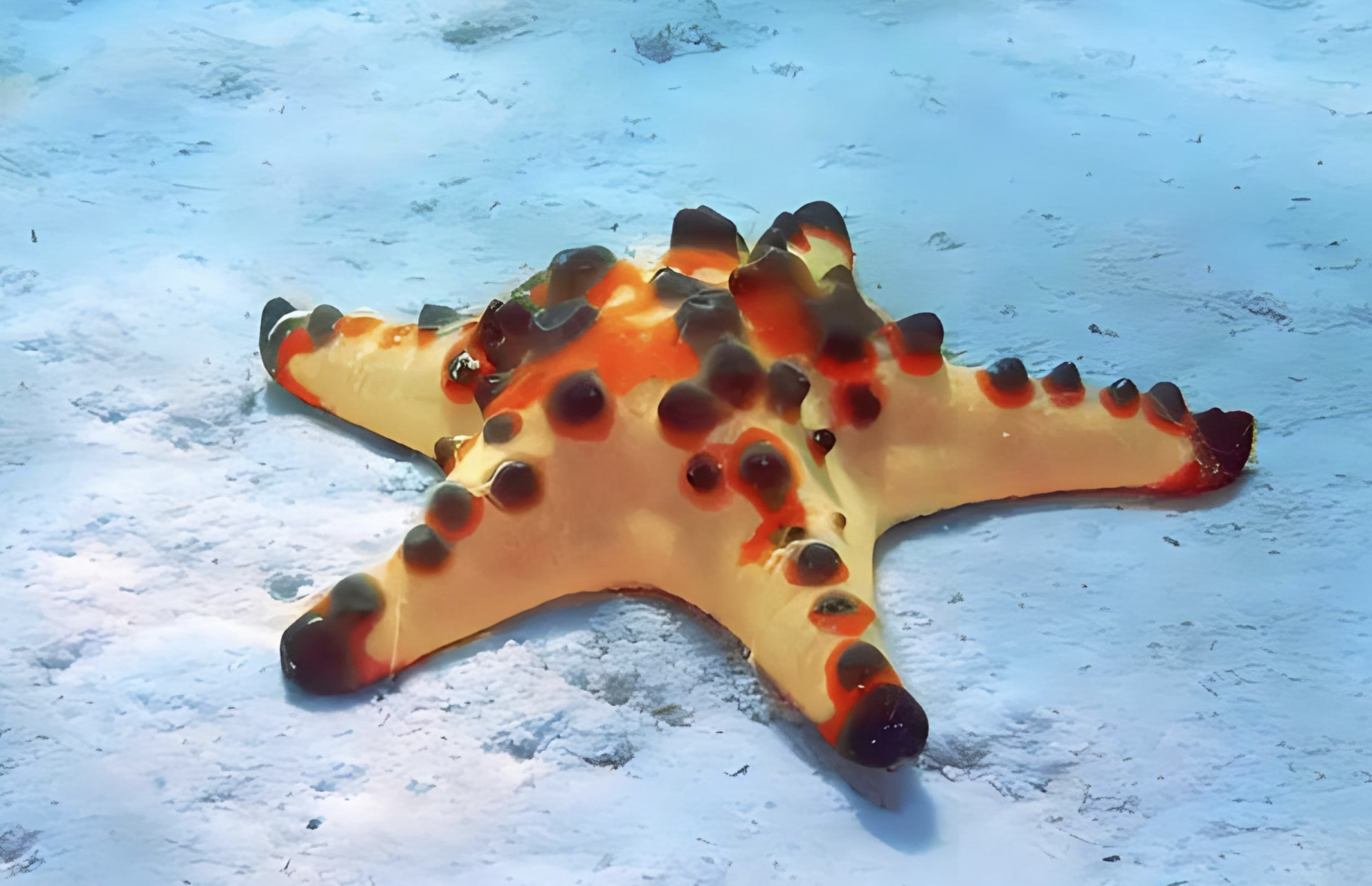 跨年创作挑战赛# 馒头海星别名原瘤海星,长相比较奇特身上带有深荷