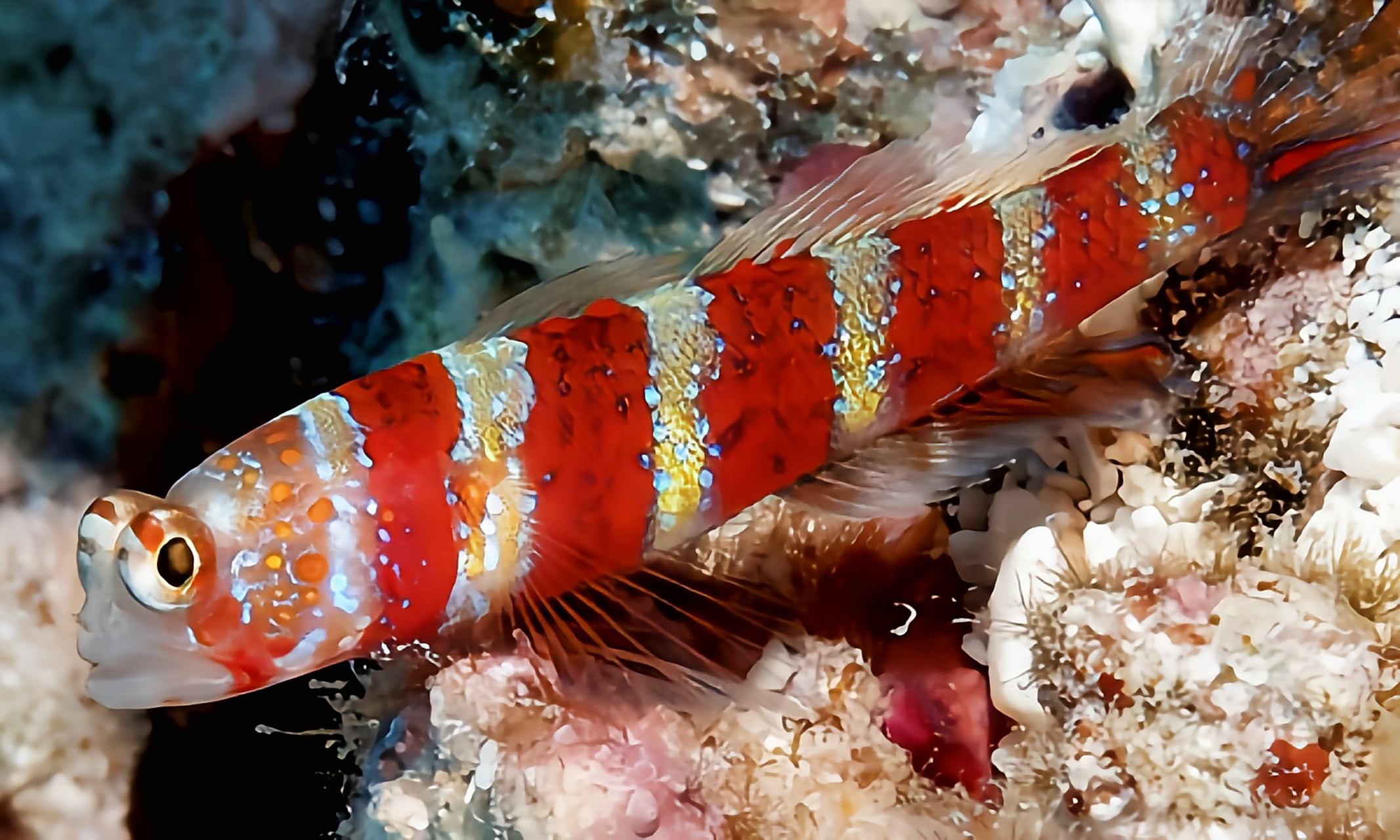 跨年创作挑战赛# 红斑节虾虎别名惠勒虾虎.体长约7.