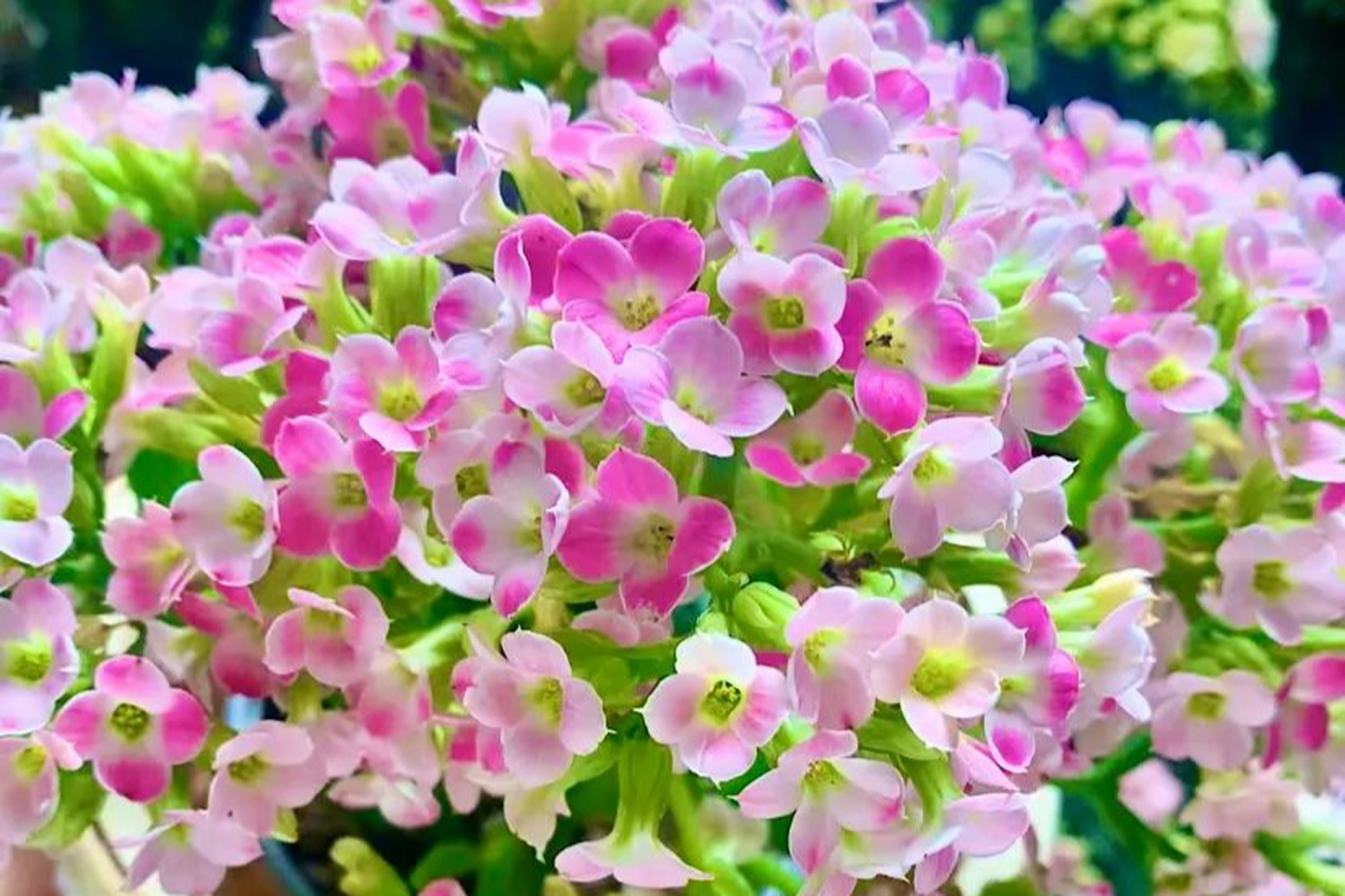 36个花事文案,句句唯美,配得上好心情和温柔的花花.