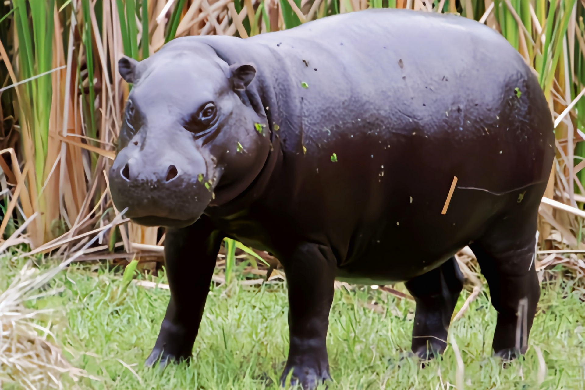 分布于非洲西部热带雨林的溪流,潮湿森林,沼泽地带,数量极少. 体长1.