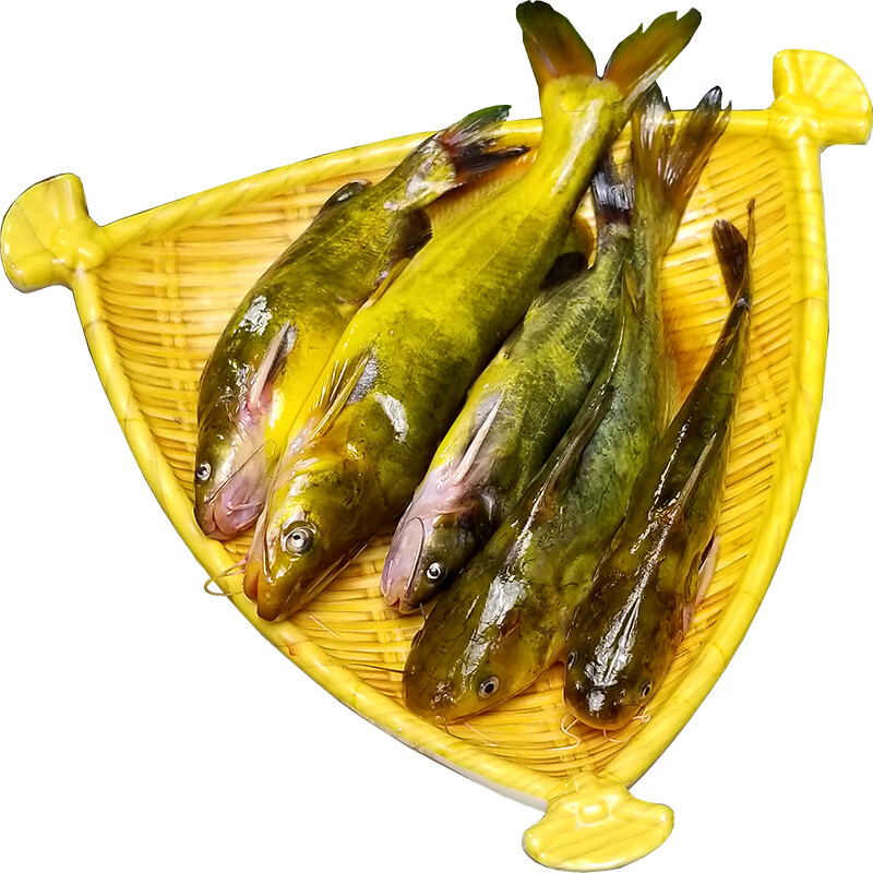 黄骨鱼的养殖方法?黄骨鱼美食推荐