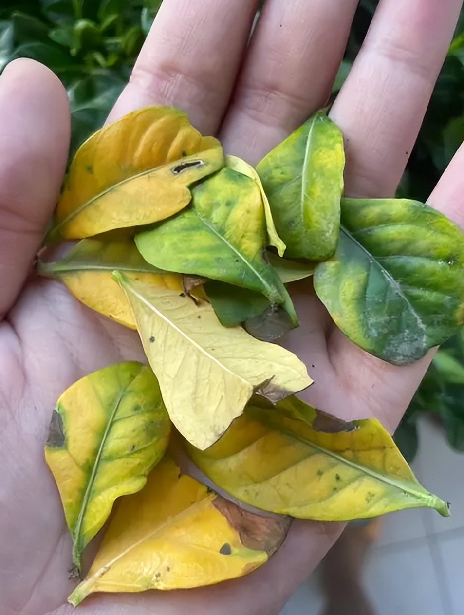 栀子花叶子干枯发脆图片