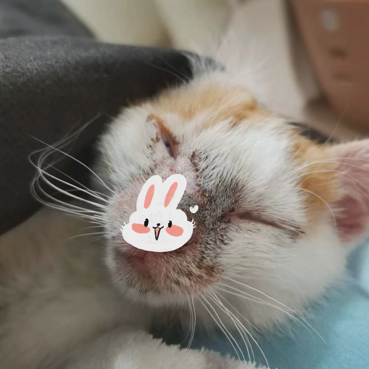 猫咪嘴巴周围的褐色斑点,如何识别并防治