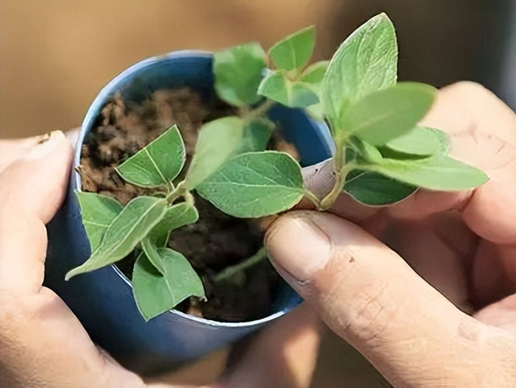 金银花水插易生根图片