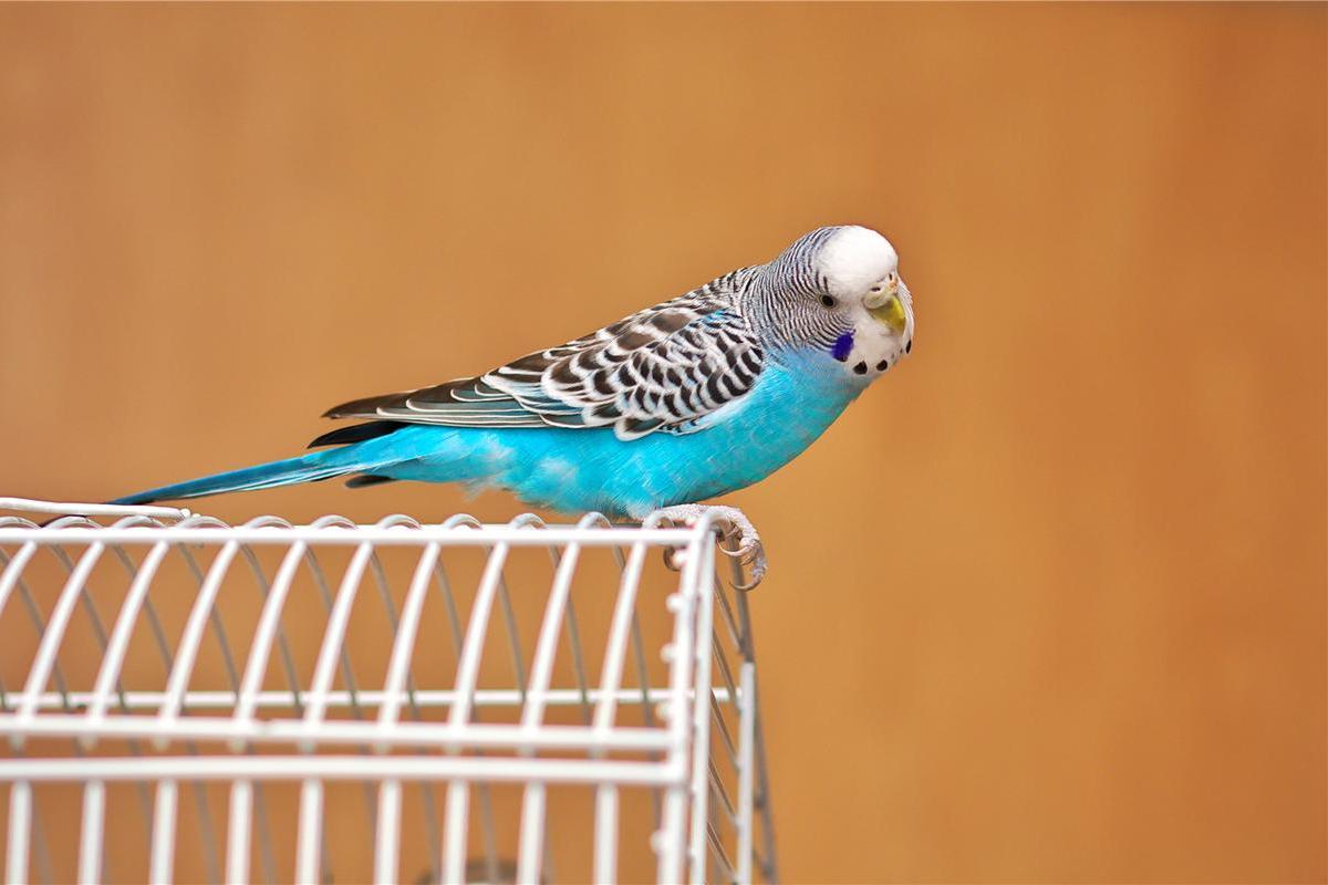 虎皮鹦鹉结群活动,食植物种子等,繁殖力强,全球种群数量庞大.