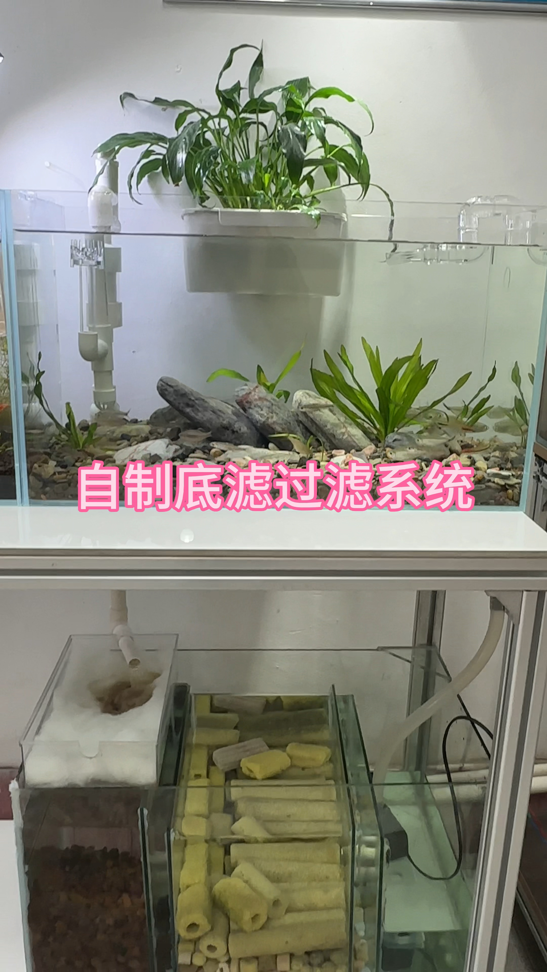 自制底滤过滤系统,过滤效果杠杠滴,水清鱼靓就靠它了.#水族