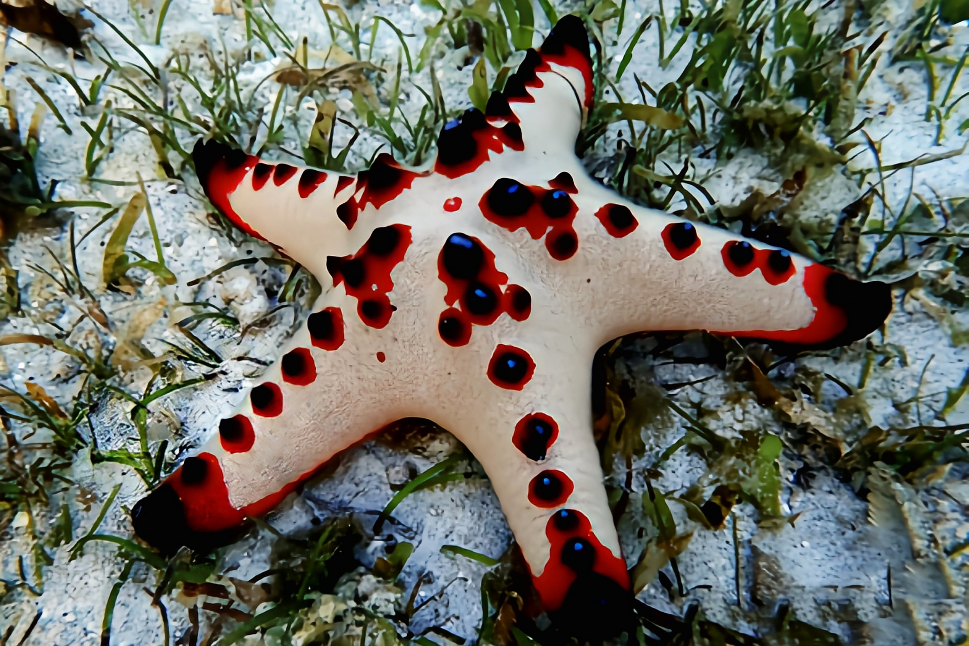 跨年创作挑战赛# 馒头海星别名原瘤海星,长相比较奇特身上带有深荷