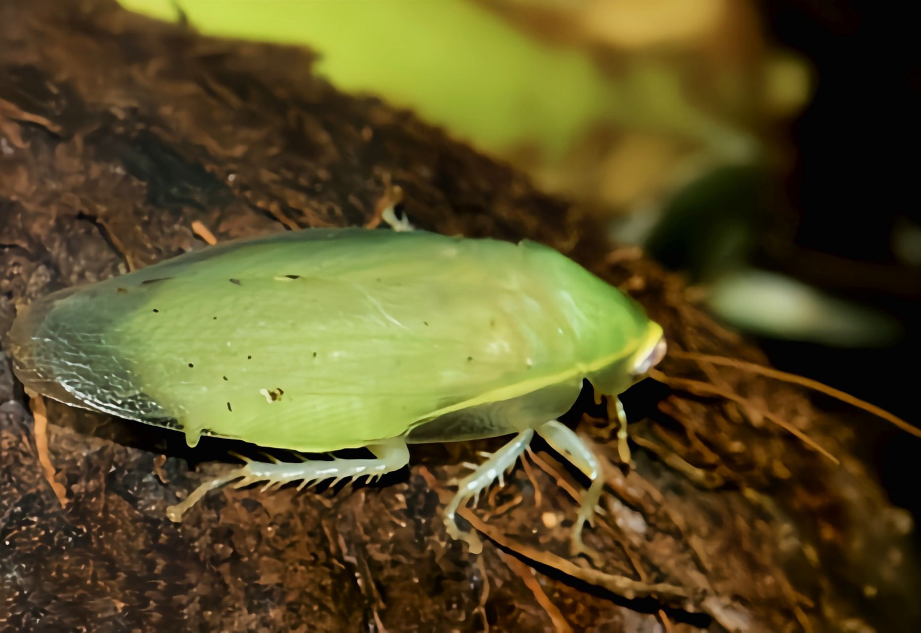 跨年创作挑战赛# 古巴绿蠊别名古巴蜚蠊,绿香蕉蟑螂.