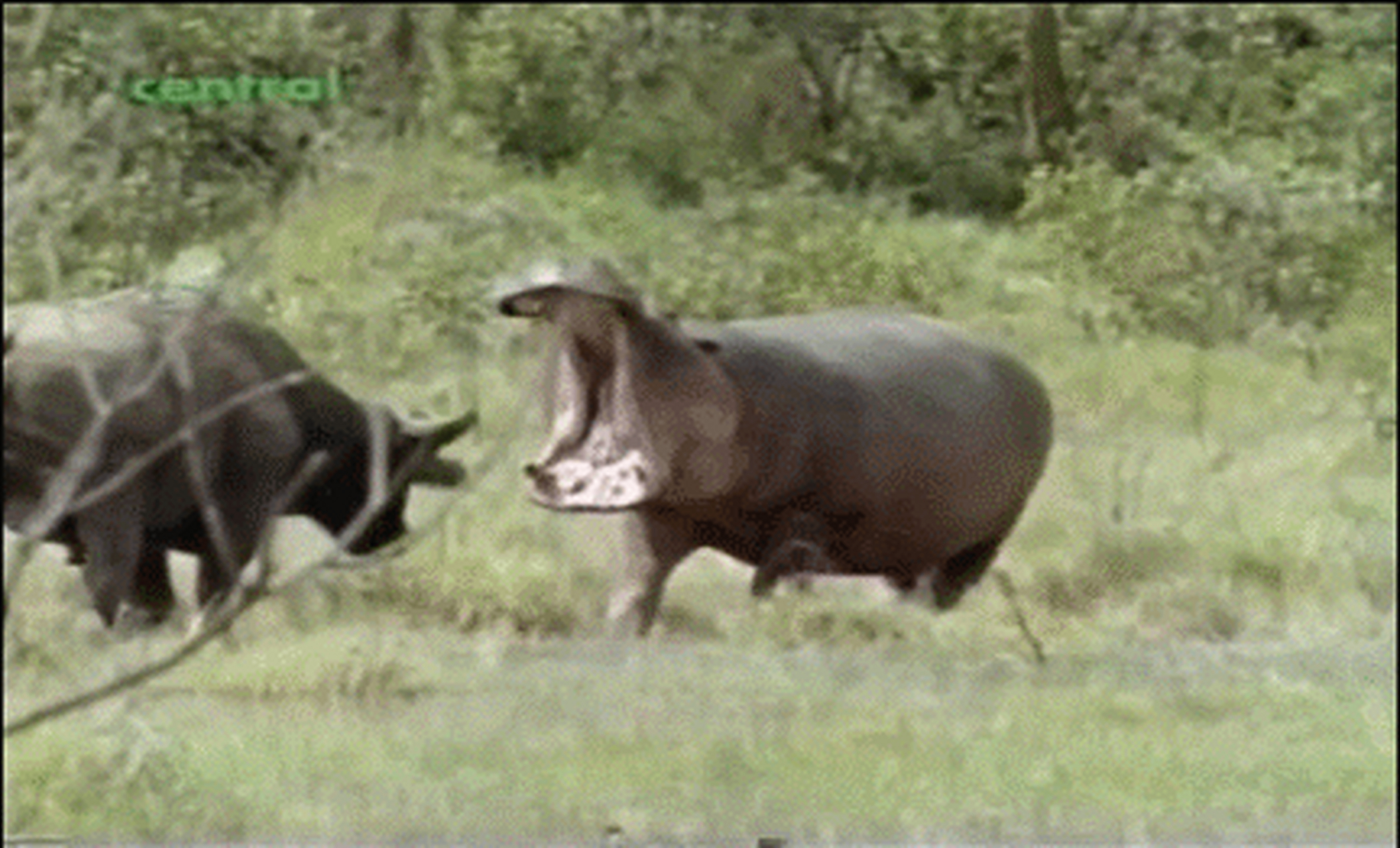河马张开大嘴吓跑了水牛
