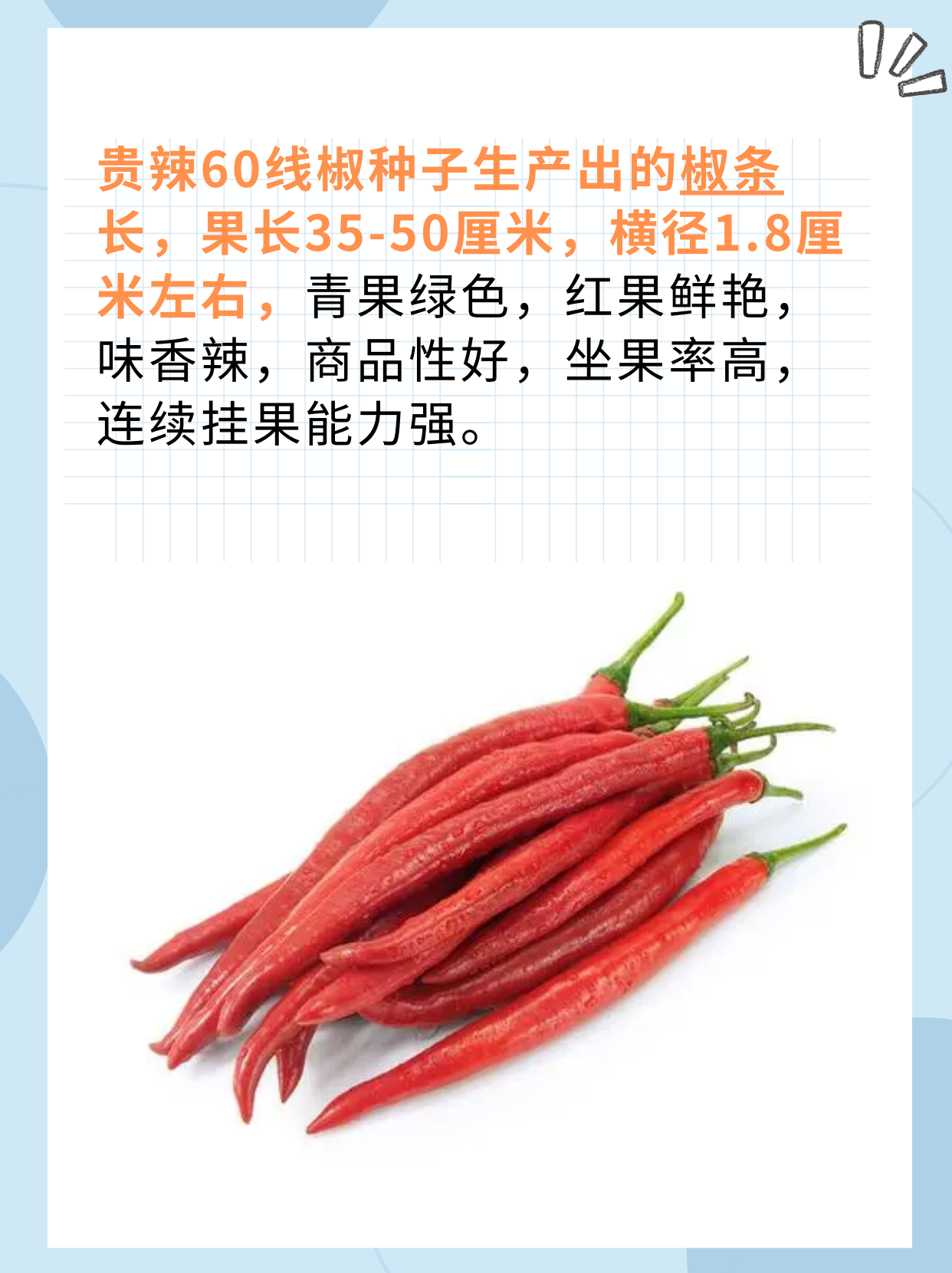 贵辣60线椒种子怎么样 据我.@爱生活的梦梦的动态