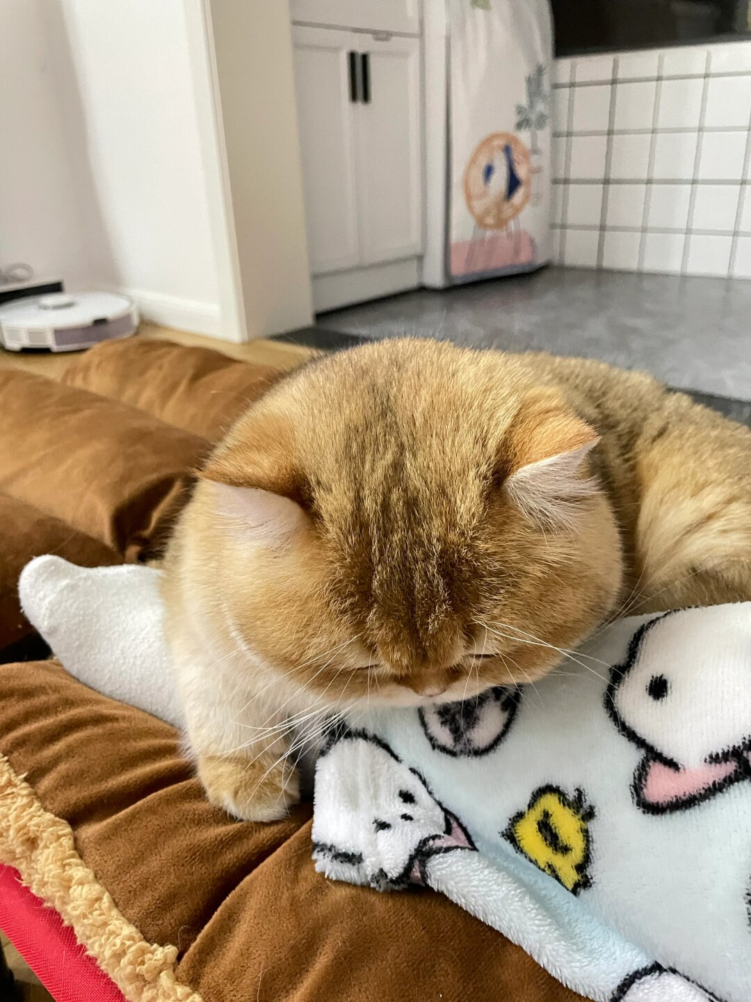 当他的肉枕,心机肥猫  看电视时,有两只猫咪陪伴在我身边,一起打瞌睡