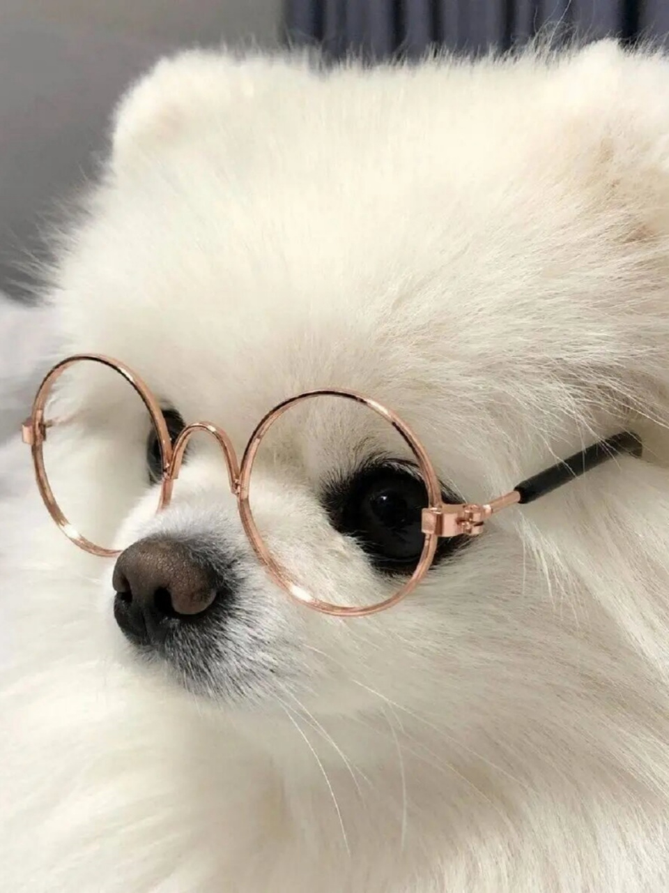 沙雕萌宠:小狗我很普通,但戴眼镜绝了  狗狗们纷纷追赶潮流,戴上独特