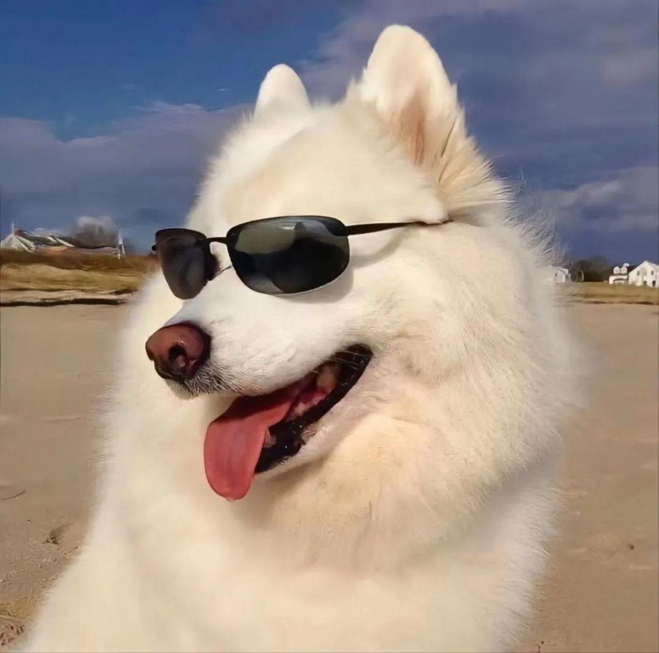 狗子高清头像 一只忠实的狗,它的爱无条件且永恒,无论你身处何地,它