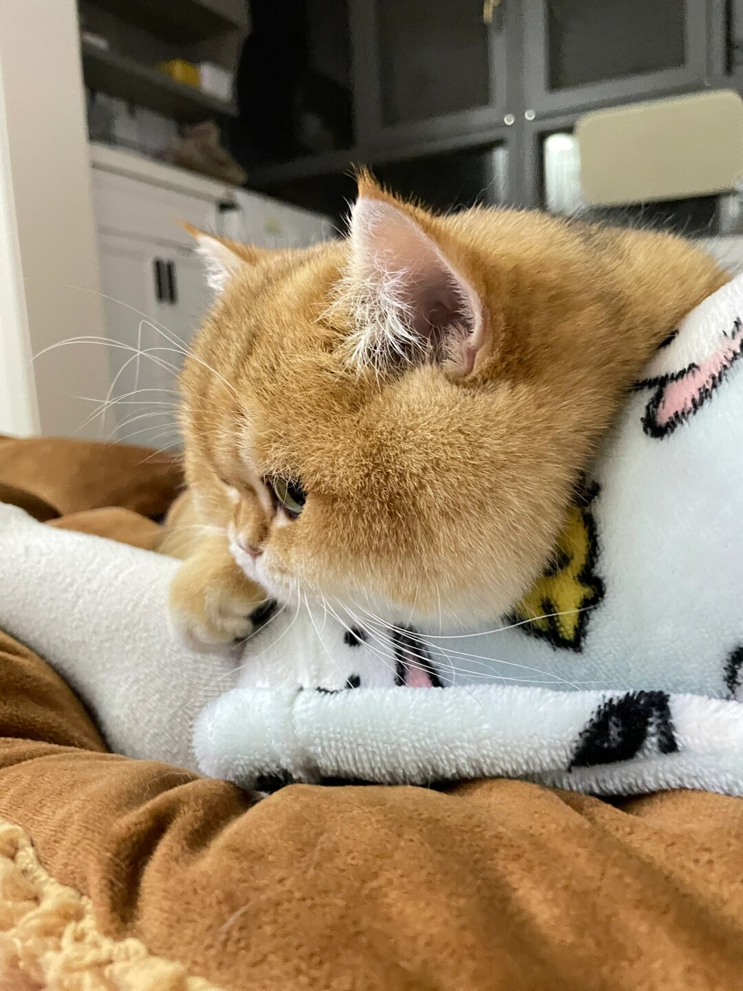 当他的肉枕,心机肥猫  看电视时,有两只猫咪陪伴在我身边,一起打瞌睡
