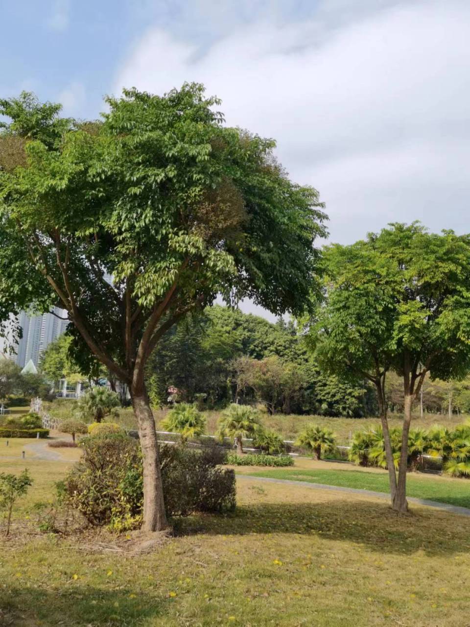幌伞枫是枫树的一种,又称为"日本枫树",是南方常见的一种常绿乔木.