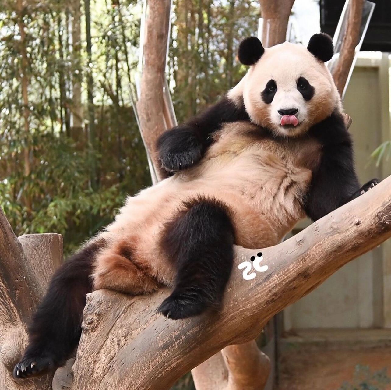 我们福会长的坐姿一如既往的惬意  国宝大熊猫