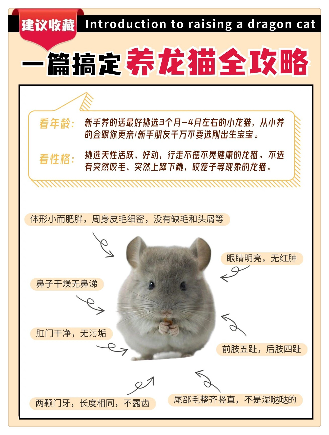 0基础养龙猫全攻略附必备用品 注意事项