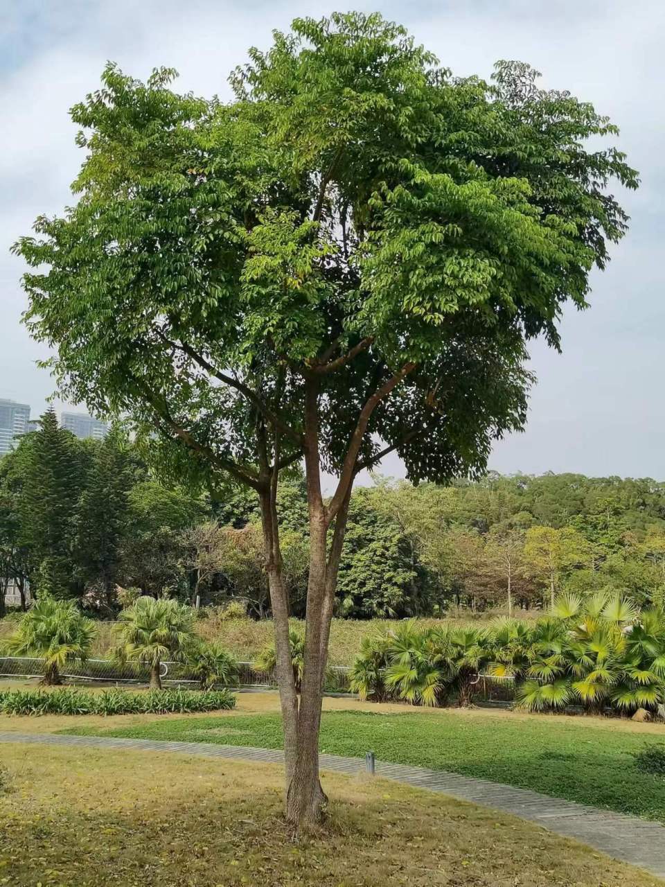 常绿植物有哪些图片