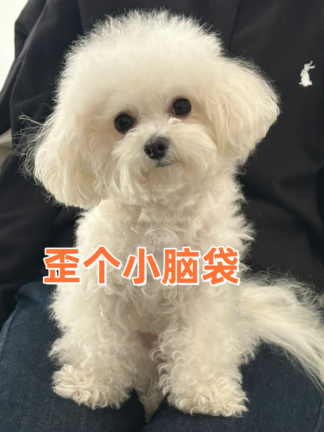 歪个小脑袋  狗狗歪个小脑袋,一脸困惑的样子,真是让人忍不住想捏捏它