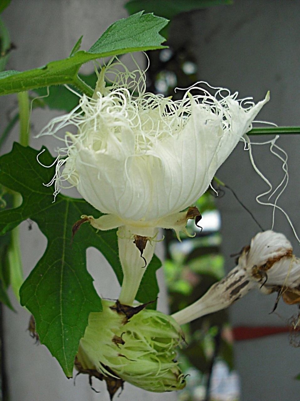 每天带你认识一种花|栝楼  今天我们来认识一种特别的植物——栝楼.