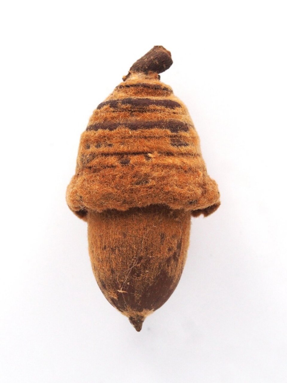 植物科普||爱不释手的毛果青冈(壳斗科)  嘿,小伙伴们,今天我们来聊聊