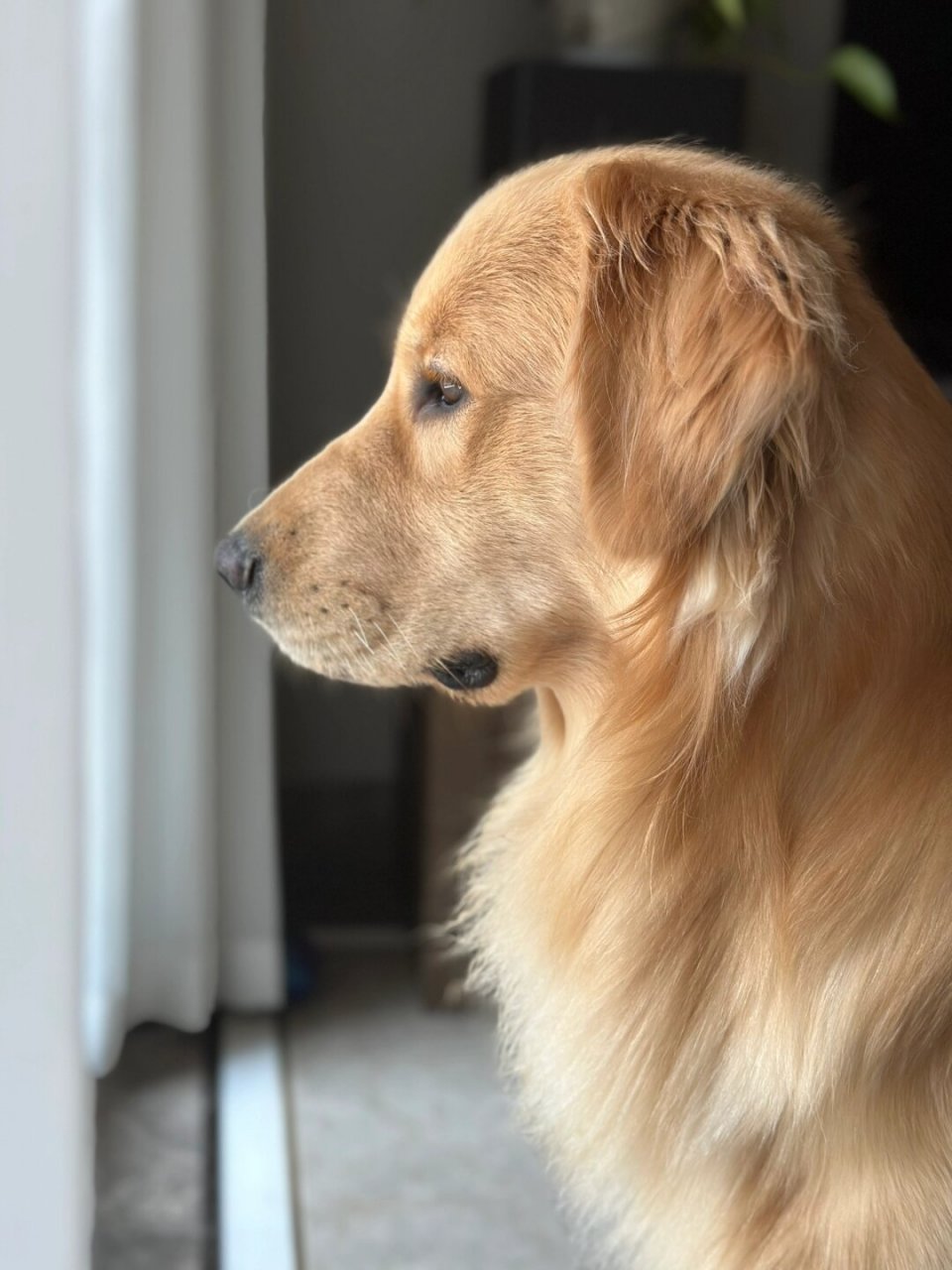 打工日连狗都显得格外忧郁  它一脸视死如归的表情,让人不禁会想,是不