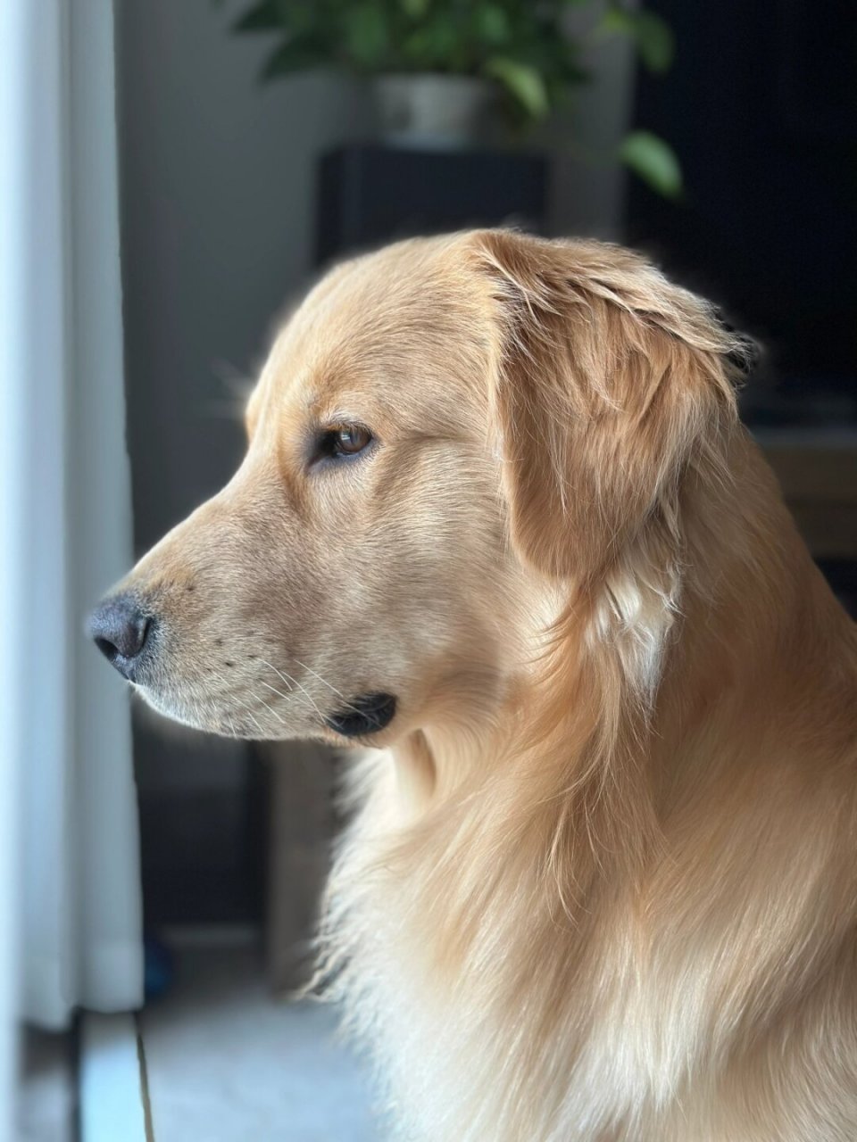 打工日连狗都显得格外忧郁  它一脸视死如归的表情,让人不禁会想,是不