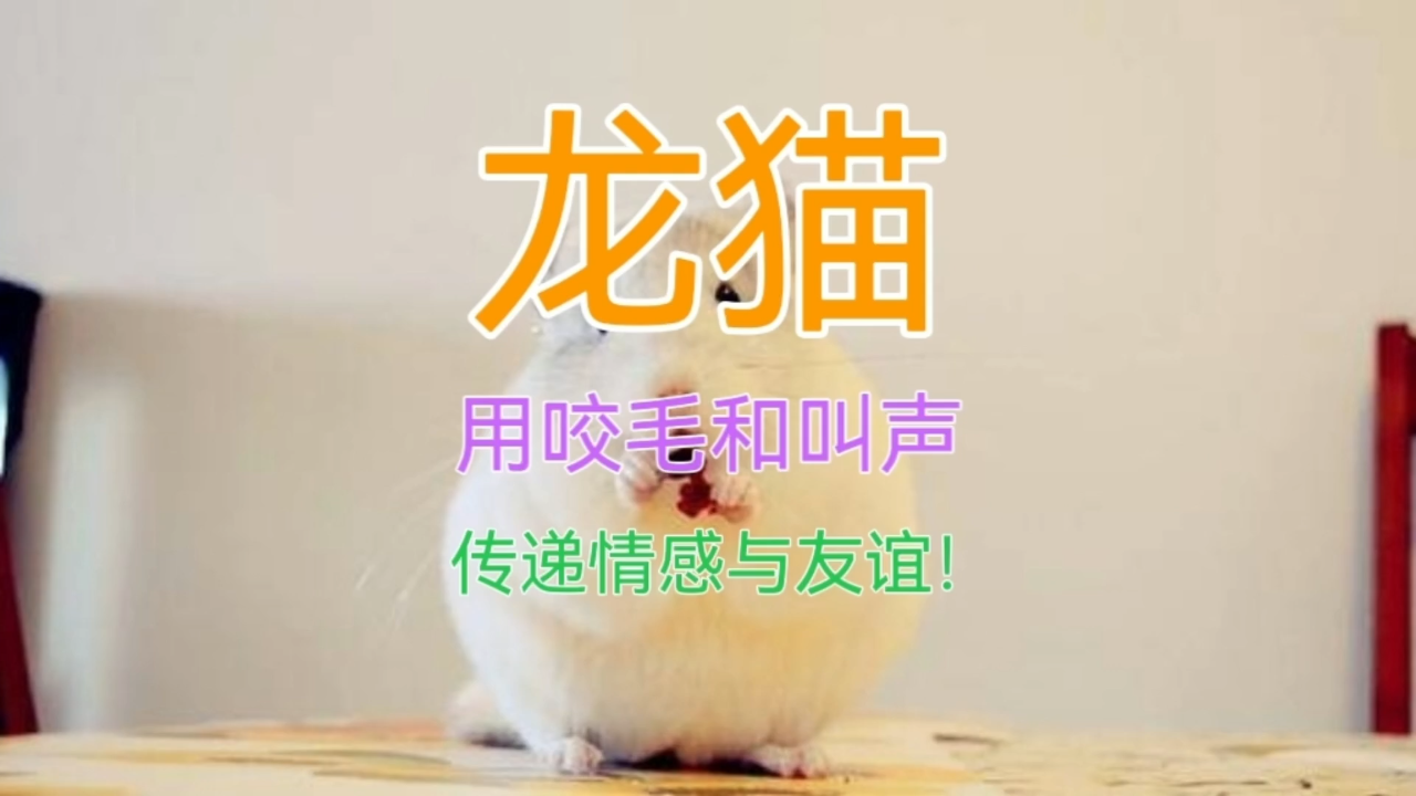 龙猫 神奇的社交小动物