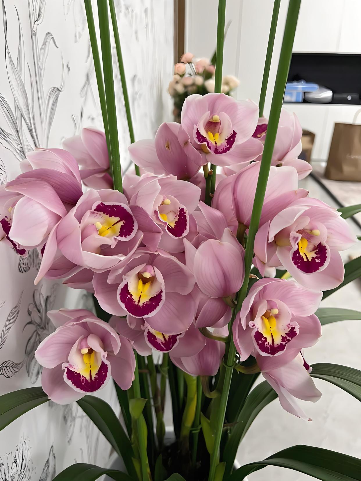 揭秘养护盆栽大花蕙兰的小秘诀!