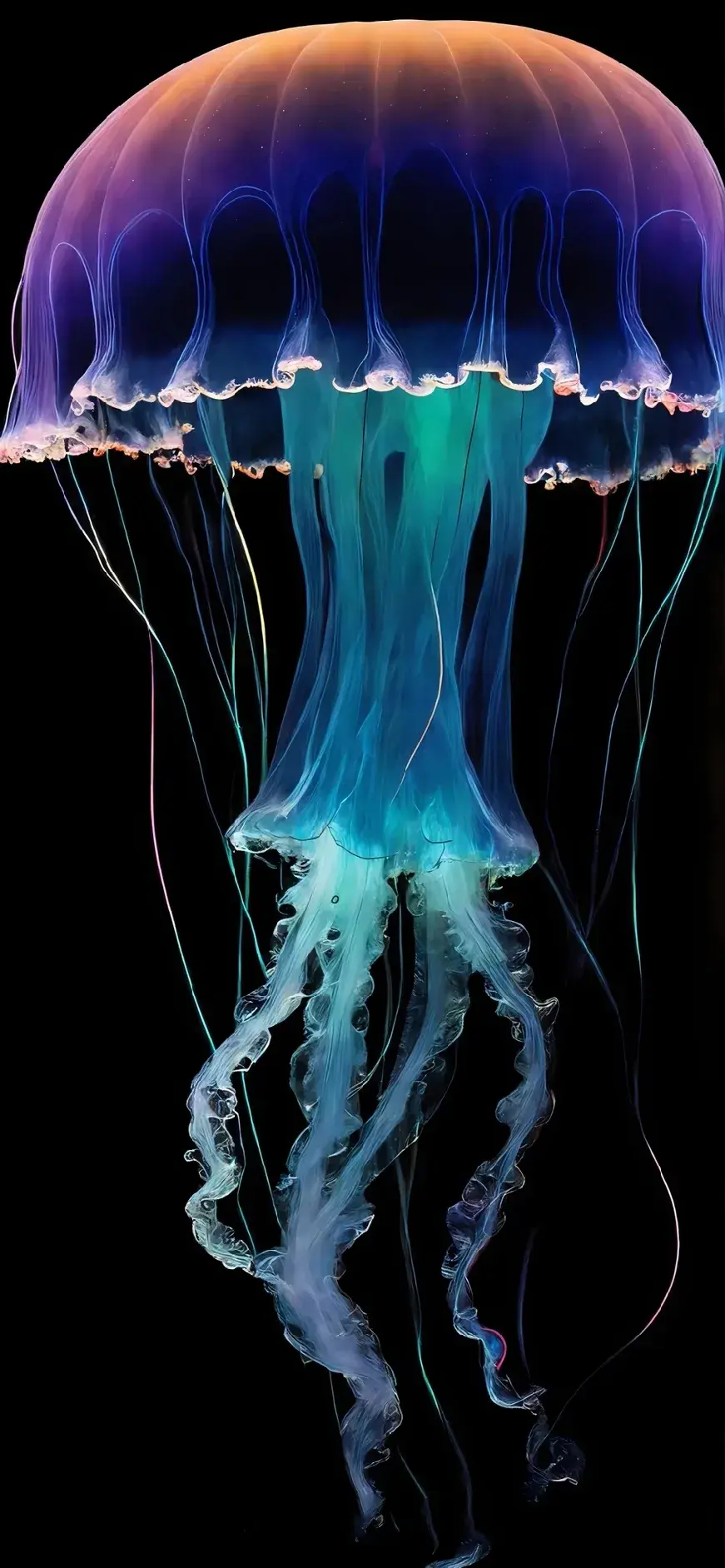 壁纸分享,水母是海洋中的美丽精灵,宛如舞动的仙女