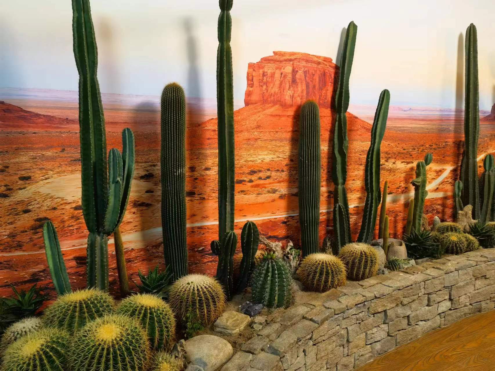 沙漠植物景观:人与自然和谐共生