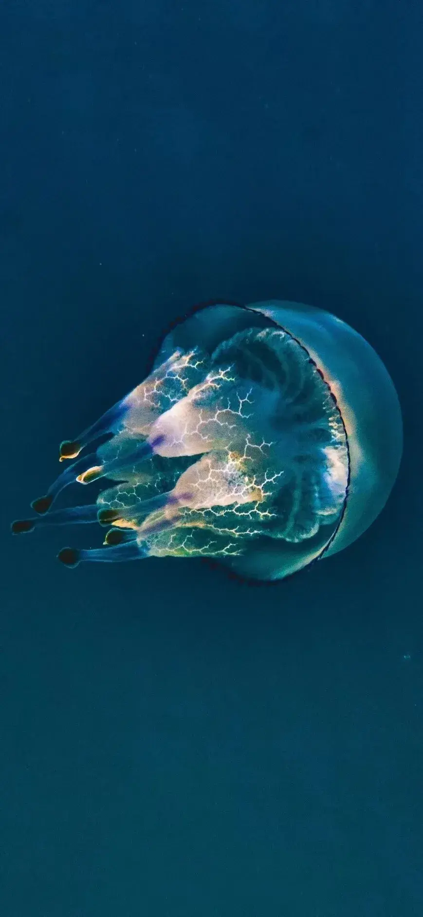 壁纸分享,水母是海洋中的美丽精灵,宛如舞动的仙女