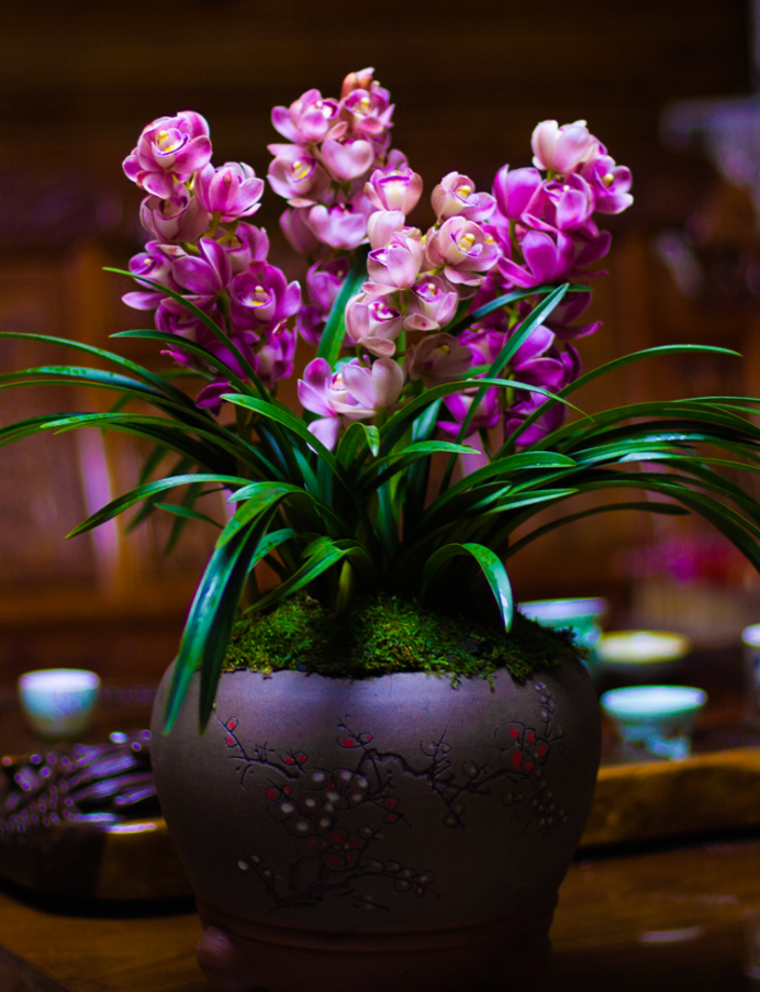 揭秘养护盆栽大花蕙兰的小秘诀!