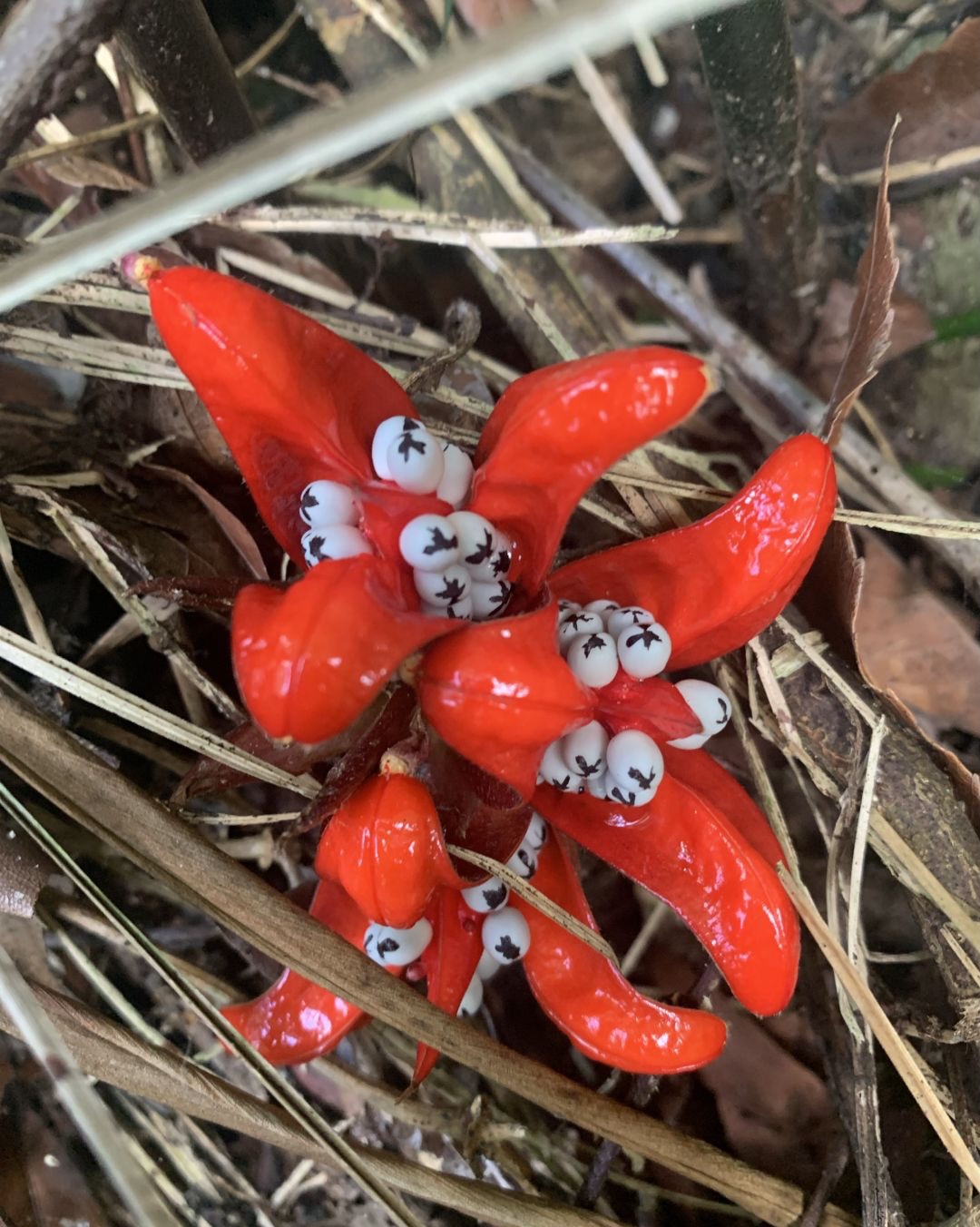 网友们谁知道这个是什么植物?能不能吃的?