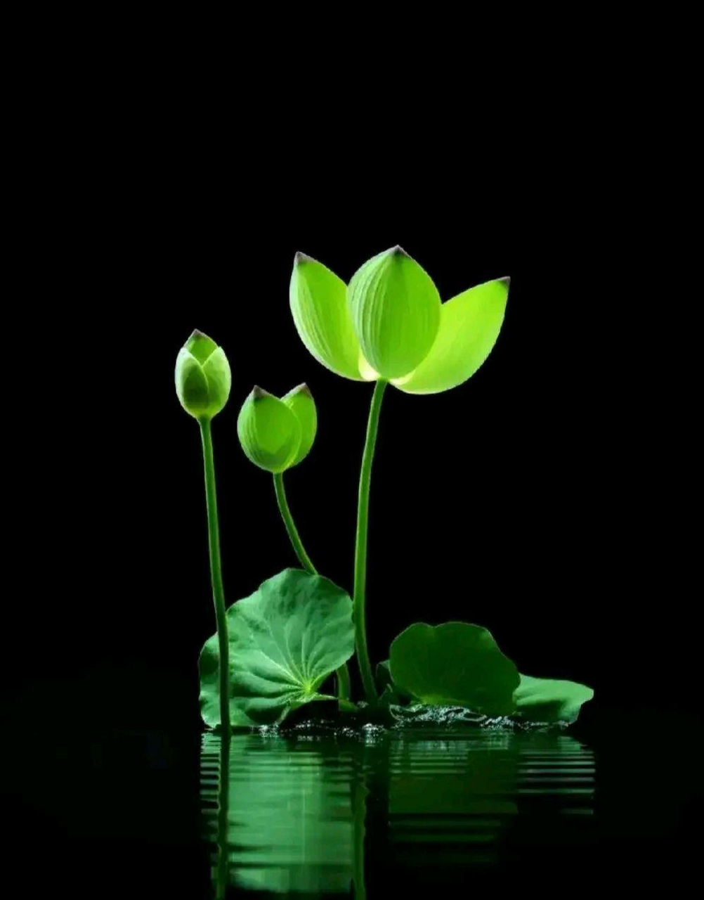 荷韵禅意:静思则安#优质作者榜