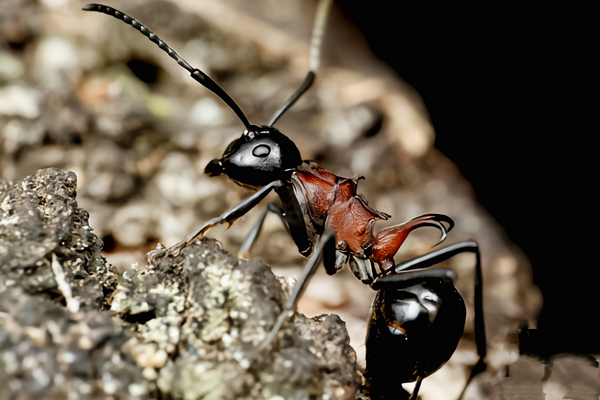 跨年创作挑战赛# 叶形多刺蚁是蚁科著名的奴隶主,蚁后混入日本弓蚁