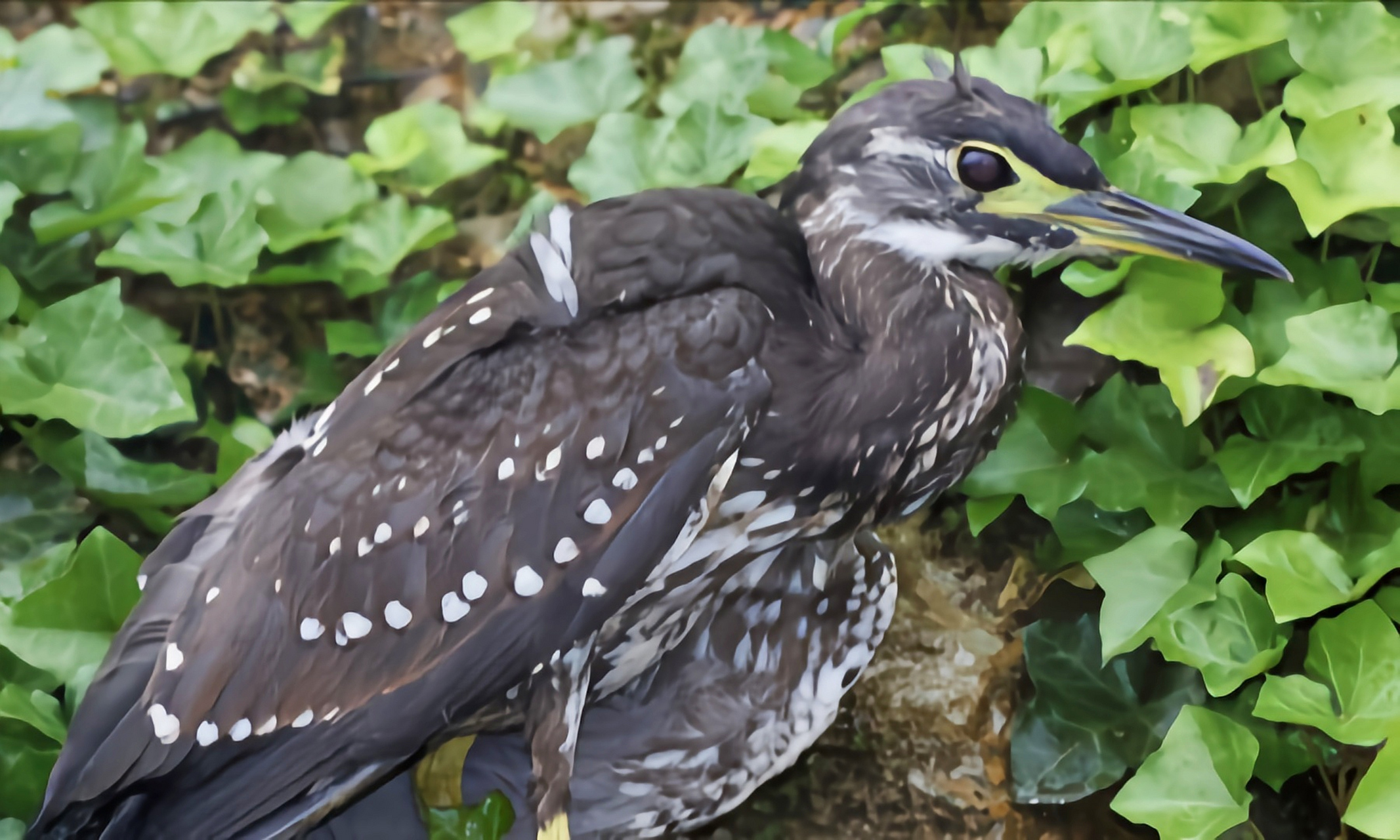 跨年创作挑战赛# 海南鳽别名海南虎斑鸠,我国特有物种,国家一级重点