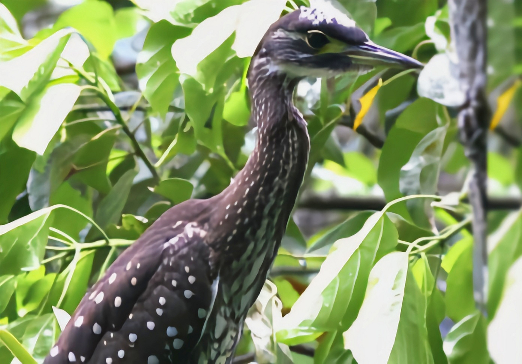 跨年创作挑战赛# 海南鳽别名海南虎斑鸠,我国特有物种,国家一级重点