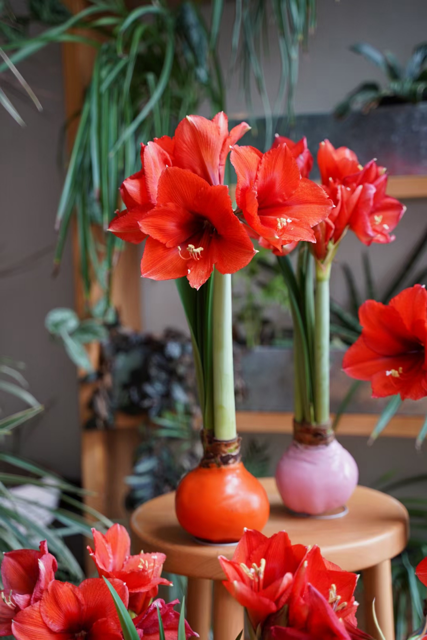 朱顶红# #养花# #花卉